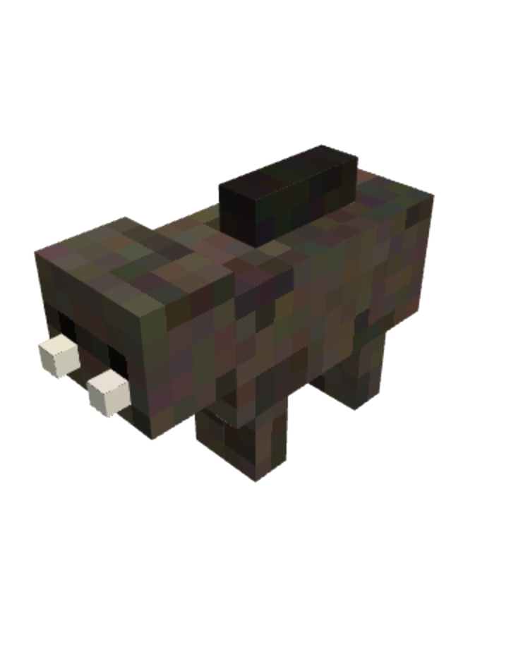boar