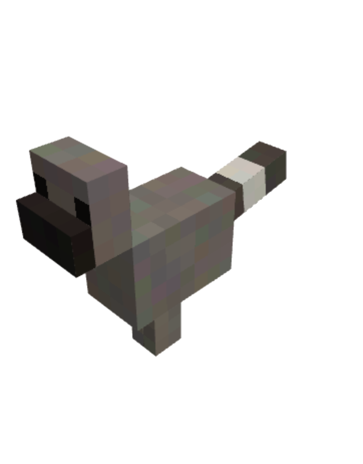 raccoon